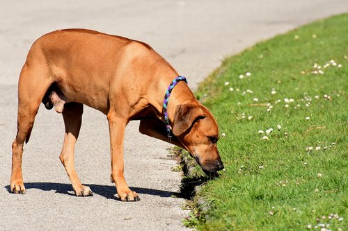 dog  pet  ridgeback