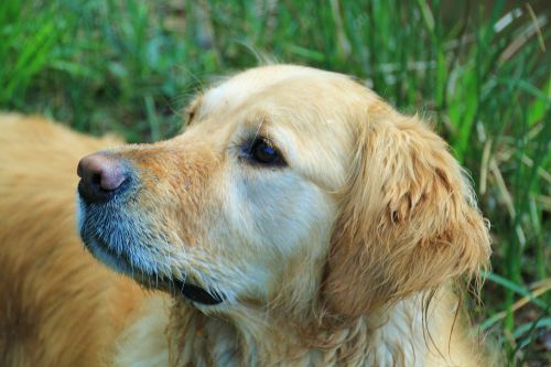 dog dogs animal portrait