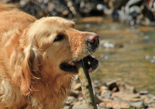 dog dogs animal portrait