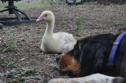 dog goose gosling