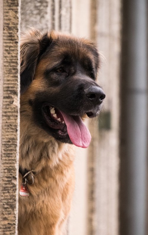 dog  portrait  wall