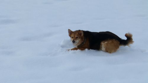 dog snow fun