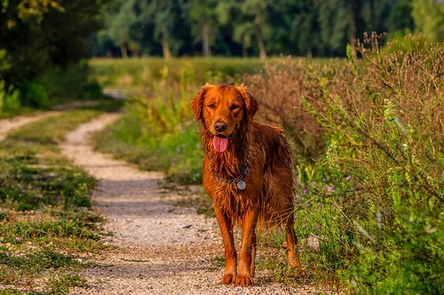 dog  golden retriever  trail