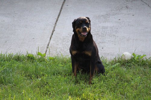 dog  rottweiler  pet