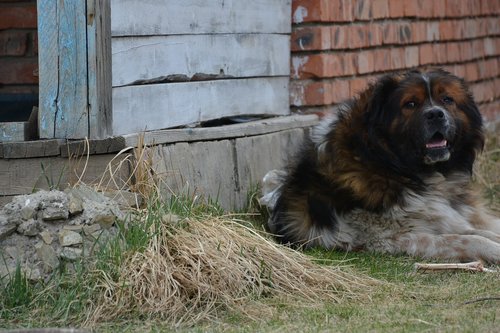 dog  pet  sitting