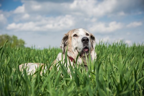dog  meadow  dog portrait