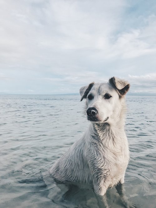 dog  pet  swimming