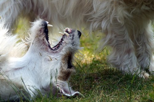 dog  tooth  animals