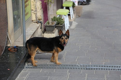 dog  street  waiting