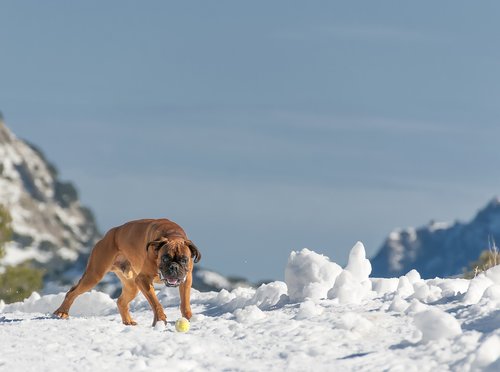 dog  mallorca  snow