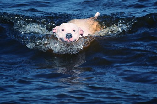 dog  water  surfing