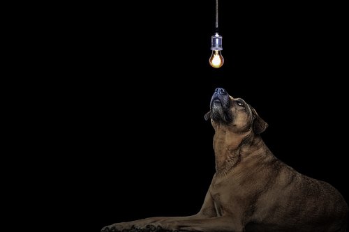 dog  idea  light bulb