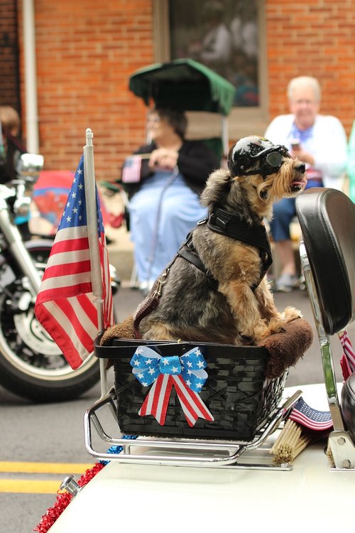 dog  parade  patriotic