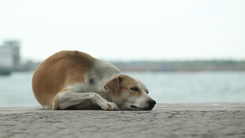dog  sleep  calm
