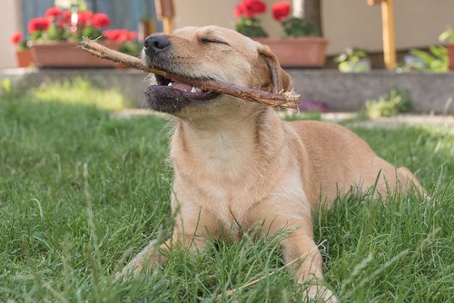 dog  plays  chew