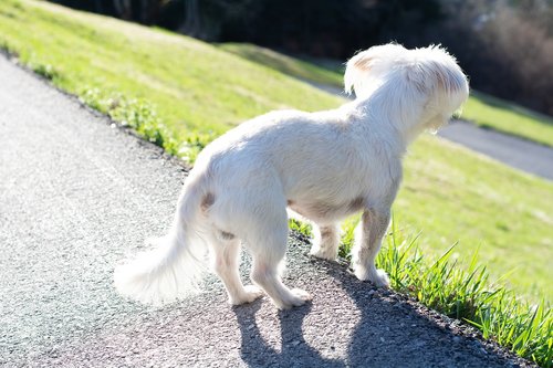 dog  white dog  small