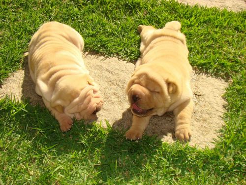 dog sharpei animals