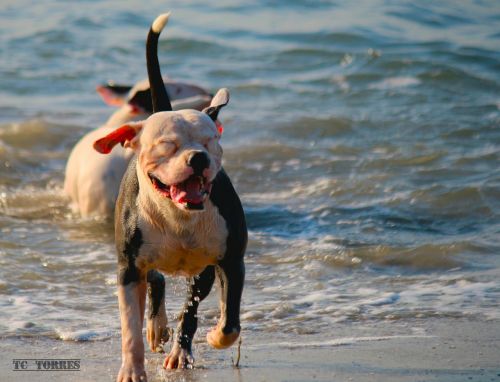 dog happy beach