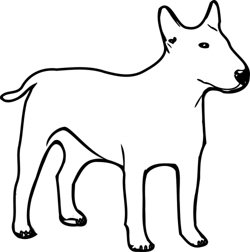 dog white animal