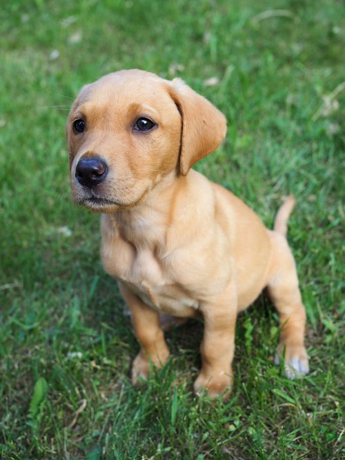 dog  puppy  hunting labrador