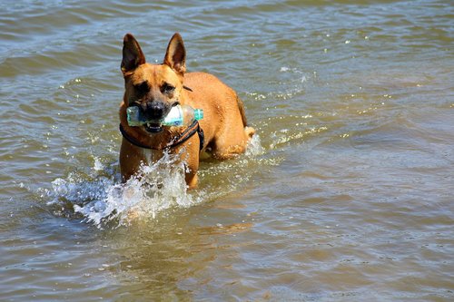 dog  fun  water