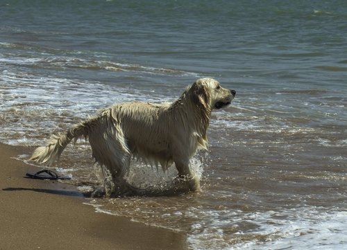 dog  beach  sea