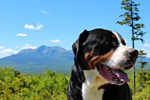 dog  mountain  summer