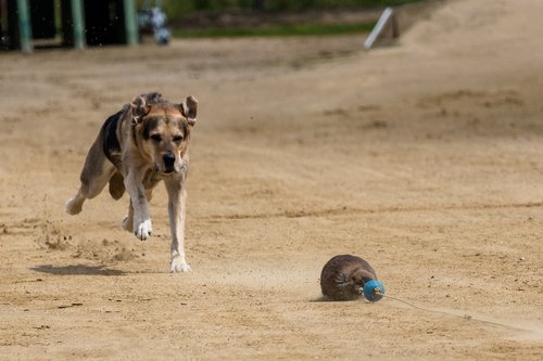 dog  runs  dog racing