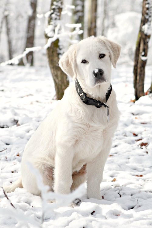 dog  puppy  snow