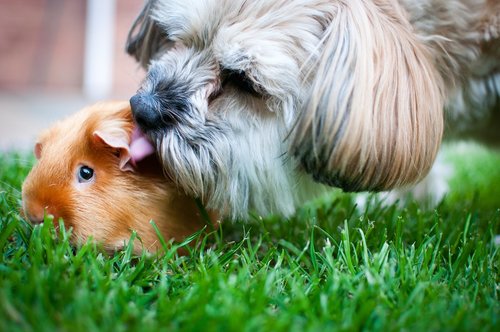dog  guinea pig  love