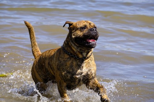 dog  swim  water