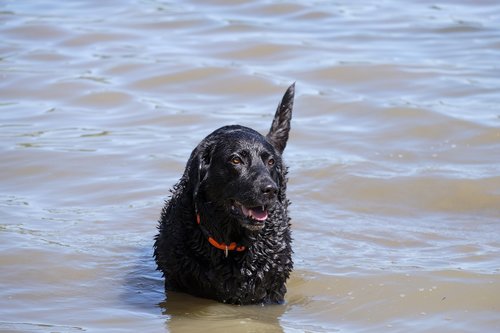 dog  swim  water