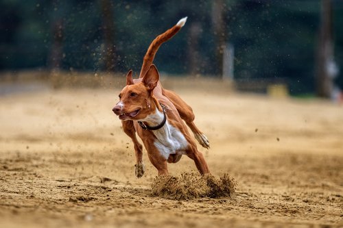 dog  dog racing  animal