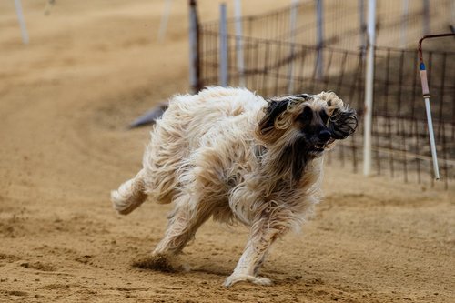 dog  dog racing  animal
