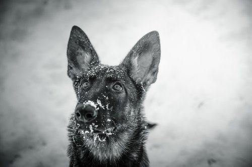 dog  shepherd  animals