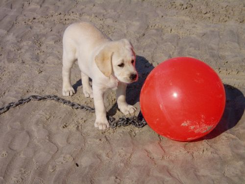 dog puppy red