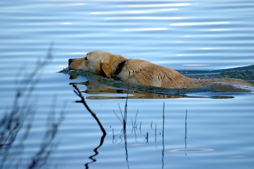 dog  dog swimming  pets