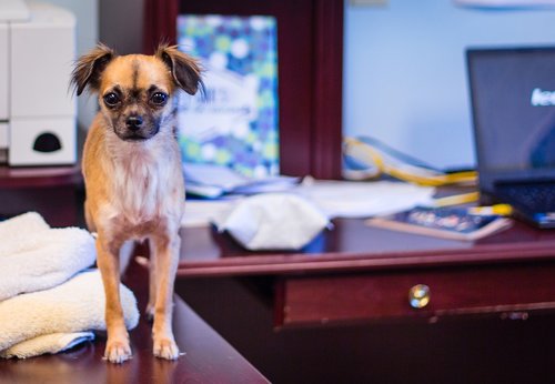 dog  chihuahua  desk