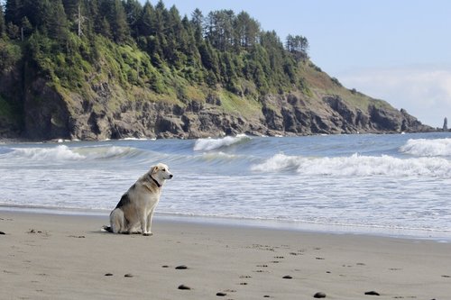 dog  beach  waiting