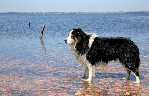 dog  water  nature