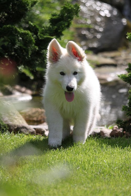 dog  puppy  white swiss shepherd dog