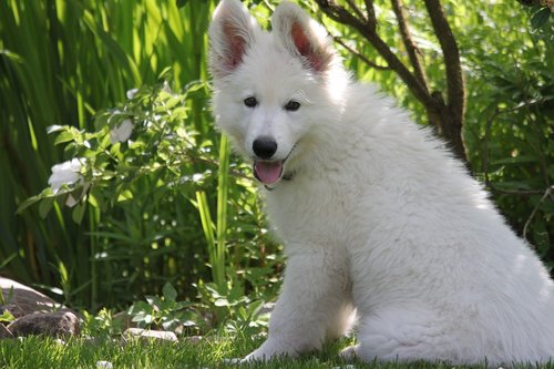 dog  puppy  swiss white shepherd dog
