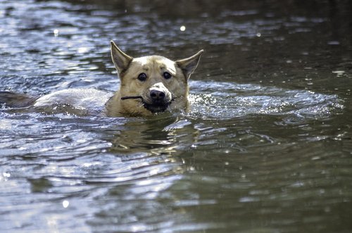 dog  swim  dog swimming