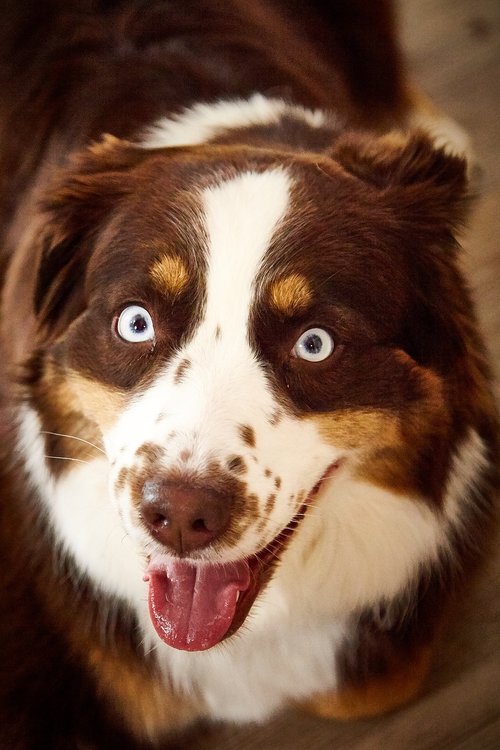 dog  blue eye  eye