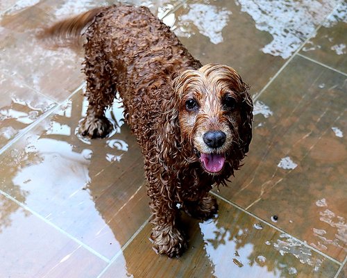 dog  wet  swim