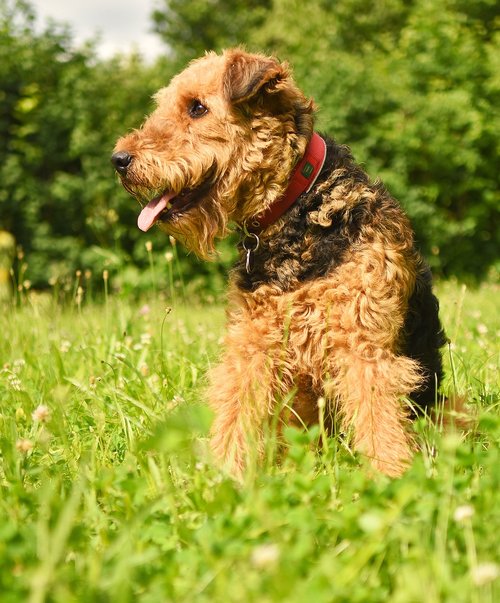 dog  airedale terrier  pet