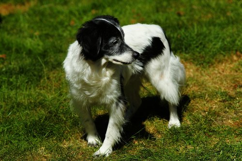 dog  male  black and white