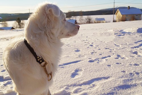 dog  winter  animals