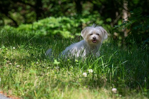 dog  meadow  shadow