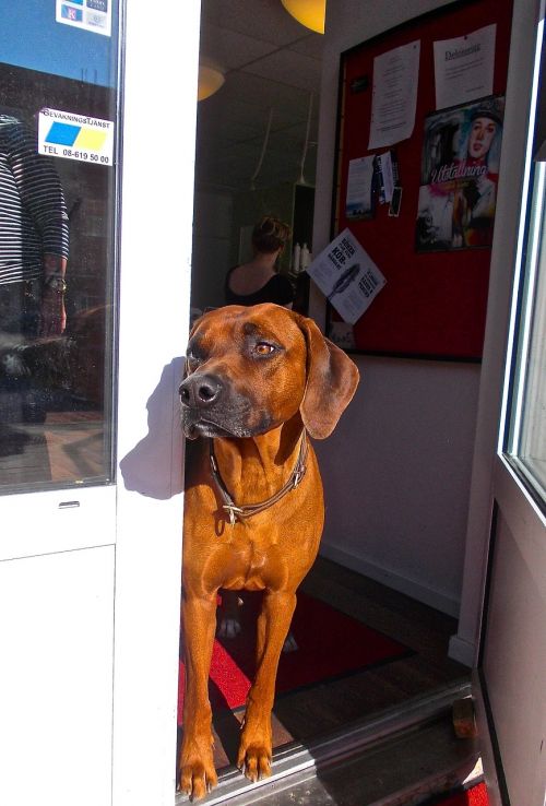 dog ridgeback curious